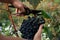 A young man harvests blue grapes