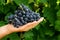 A young man harvests blue grapes