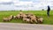 Young man herding sheep across the street from the Domaine De La Zouina Winery near Meknes, Morocco.