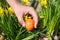 Young man hiding a colorful orange Easter egg