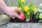 Young man hiding a colorful red Easter egg