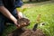 The young man holding the seeding tree to plant