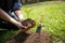 The young man holding the seeding tree to plant