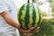 A young man is holding a whole watermelon. The concept of health