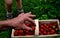 A young man holds in a wicker basket fresh strawberries he has picked. the son chooses the best most attractive fruits. Growing fr