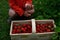 A young man holds in a wicker basket fresh strawberries he has picked. the son chooses the best most attractive fruits. Growing fr