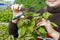 A young man makes an autumn pruning of raspberries