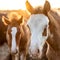 A young man in a pen with his mother mare walks