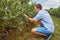 Young man is picking fruits on a blueberry field. Toned.