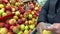 Young man picks red-yellow apples in a plastic bag
