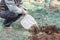 A young man pours a freshly planted apple seedling from a bucket.