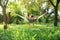 Young man resting in comfortable hammock at garden