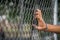 The young man`s hand clinging to the lattice fence outside the building due to imprisonment. The idea of imprisoning prisoners of