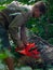 A young man saws with a chainsaw of tree stumps, prepares firewood for the winter, a guy cuts a tree post