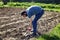 A young man shovels the earth in a garden on a sunny day. Traditional agricultural work