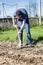 A young man shovels the earth in a garden on a sunny day. Traditional agricultural work. Vertical