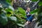 Young man with smartphone sitting in botanical garden, making phone call.