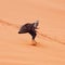 Young man smiling, sand dune surfing wearing bisht - traditional Bedouin coat. Sandsurfing is one of the attractions in Wadi Rum