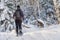 Young man snowshoeing in winter, in the Quebec eastern township