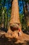 Young man standing by the huge sequoia tree in the Sequoia National Park.