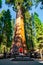 Young man standing by the huge sequoia tree in the Sequoia National Park.