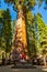 Young man standing by the huge sequoia tree in the Sequoia National Park.