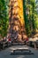 Young man standing by the huge sequoia tree in the Sequoia National Park.