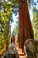 Young man standing by the huge sequoia tree in the Sequoia National Park.