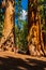 Young man standing by the huge sequoia tree in the Sequoia National Park.