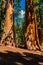 Young man standing by the huge sequoia tree in the Sequoia National Park.