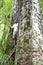 Young man standing between two giant trees in Kauri forests