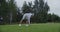 A young man sticks golf ball holder into the ground and places a golf ball on it