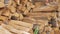 A young man takes logs from a woodpile. A woodpile near the house