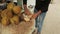 A young man taking out juicy snow white coconut meat for testing. Food and drink background.