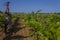 Young man throwing wine , splashing and flying out of the glass on vineyard.Overjoyed, happy, funny and celebration concept