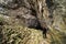 Young man to the entrance in Cioclovina cave.