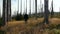 Young man tourist in white cap with walking in dead tree, hill Tristolicnik, Sumava National Park and Bavarian Forest, Czech