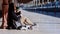 Young man traveller sitting on the station with street cats