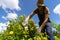 A young man is trimming a rose bush