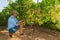 Young man, vine grower, in the vineyard.