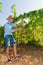 Young man, vine grower, in the vineyard.