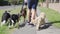 Young man walking five dogs along suburban street