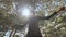 Young man walking slackline and balancing on a rope doing sports in the forest, view from below