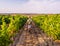 Young man walking among vines in a vineyard in Alentejo region,