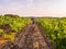 Young man walking among vines in a vineyard in Alentejo region,