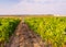 Young man walking among vines in a vineyard in Alentejo region,