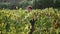 Young man walking vineyard controlling vine quality. Winegrower touching leaves.