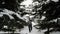 A young man walks in a snowy forest between fluffy green fir trees. Winter walk in the snowy park.