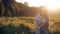 Young man and woman strolling in a meadow at sunset in summer. Romance. Summer love togetherness joy romantic memories