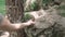 Young man in the woods feeds the chipmunk with seeds from his hands, then the chipmunk runs away